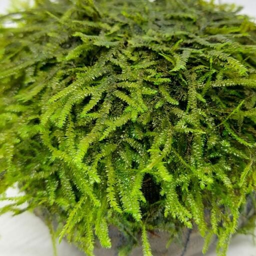 RİCCİA FLUİTANS MOSS 5 GR KAPSP1216