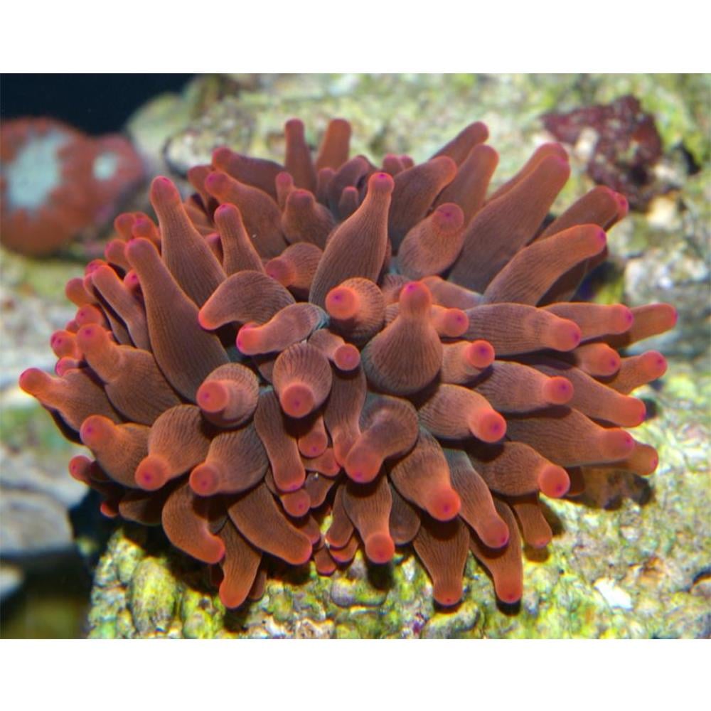 Rose Corn Bulb Anemonecanlı-429