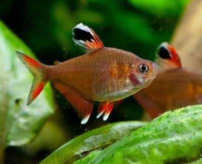 ROSY TETRA BALIKLARI