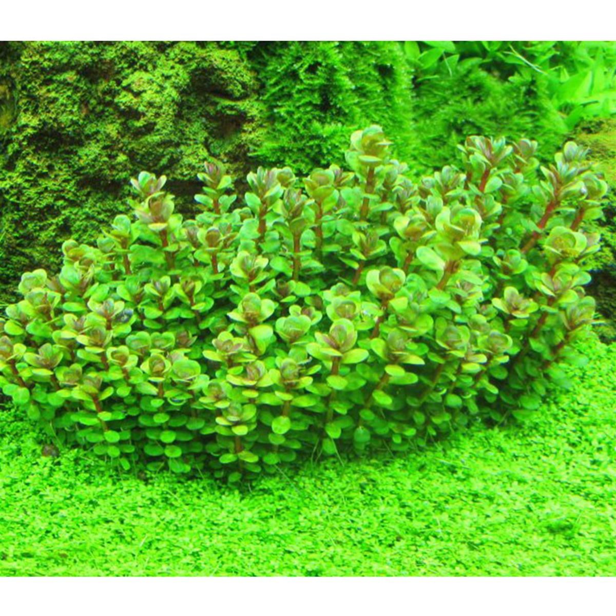 ROTALA BONSAİ IN VITRO 200 CC DEV KAVANOZR18