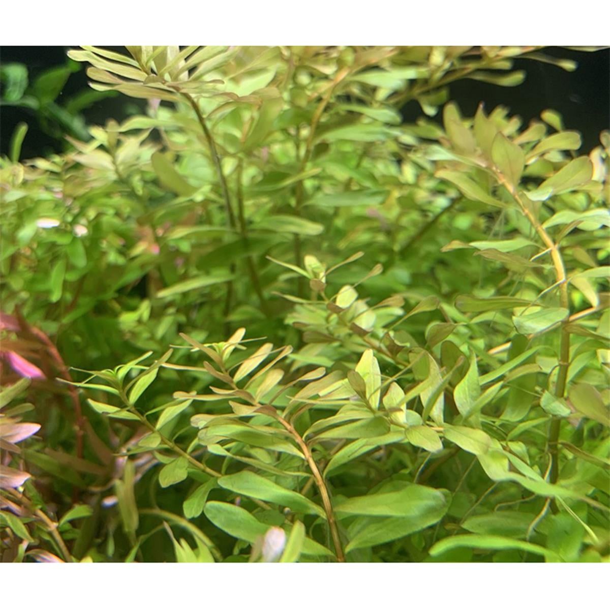 ROTALA CEYLON IN VITRO 200 CC DEV KAVANOZR04