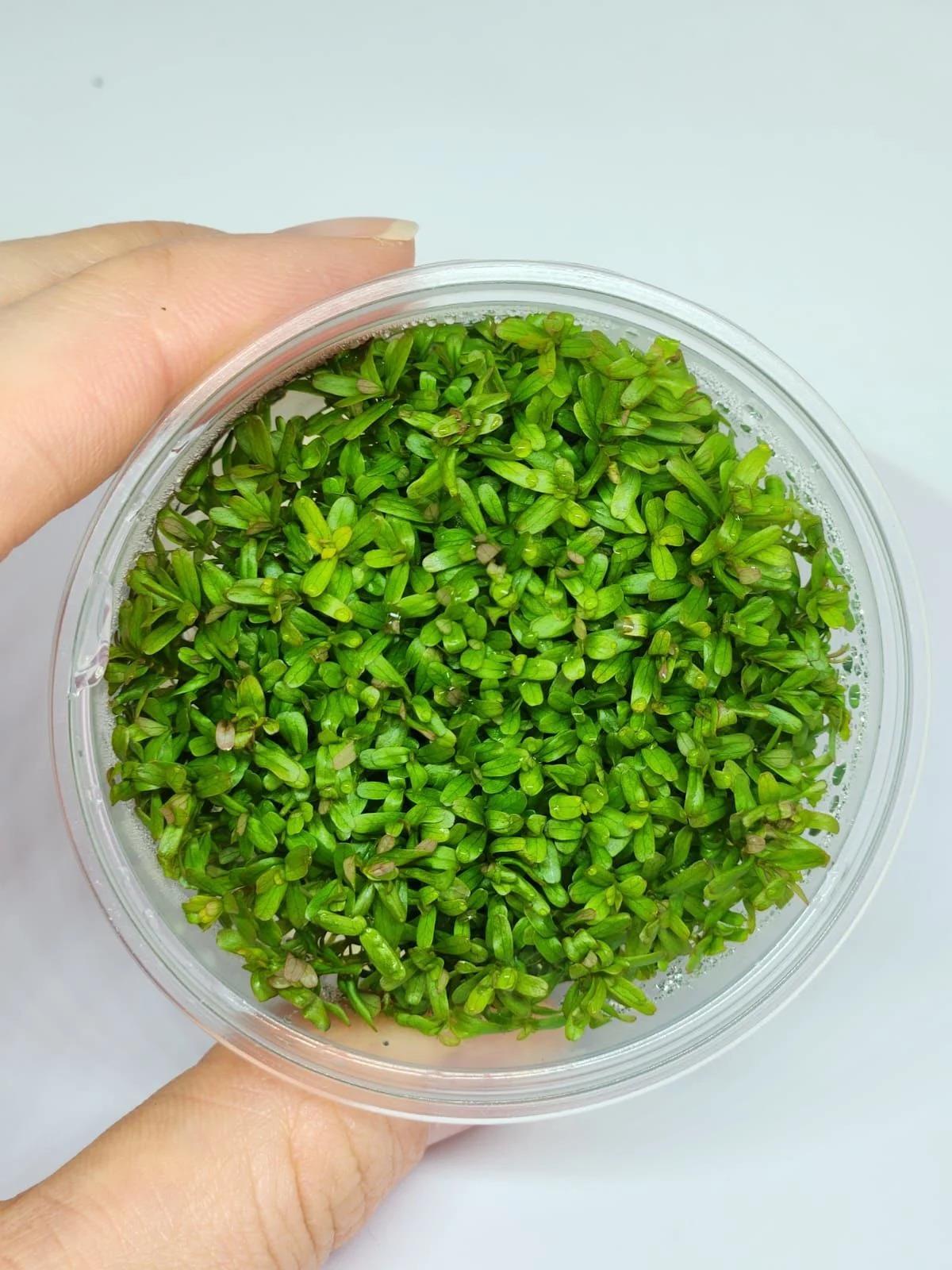 ROTALA FLORİDA İN VİTRO 200 CC CUPR21