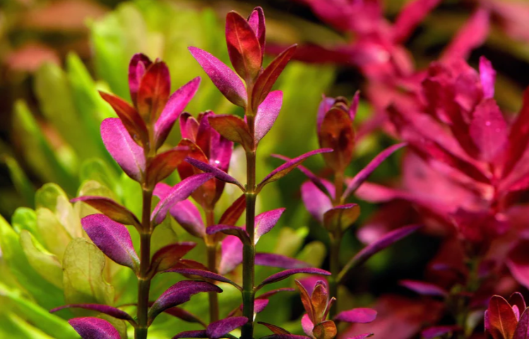 Rotala FloridaSP1223A