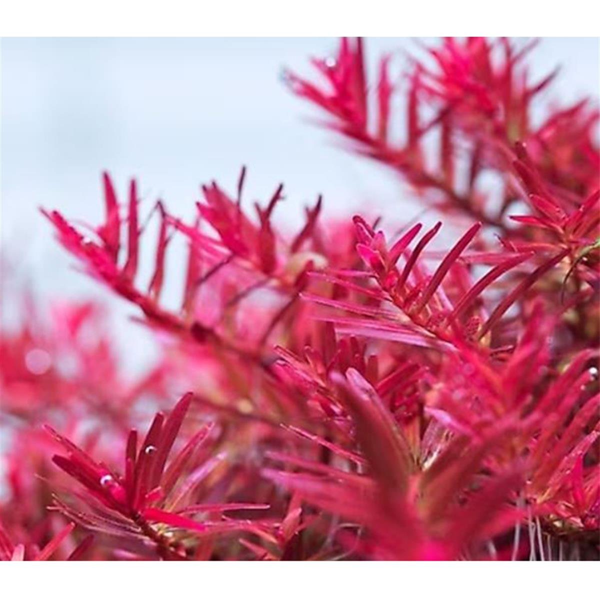 ROTALA H RA IN VITRO 200 CC DEV KAVANOZR12