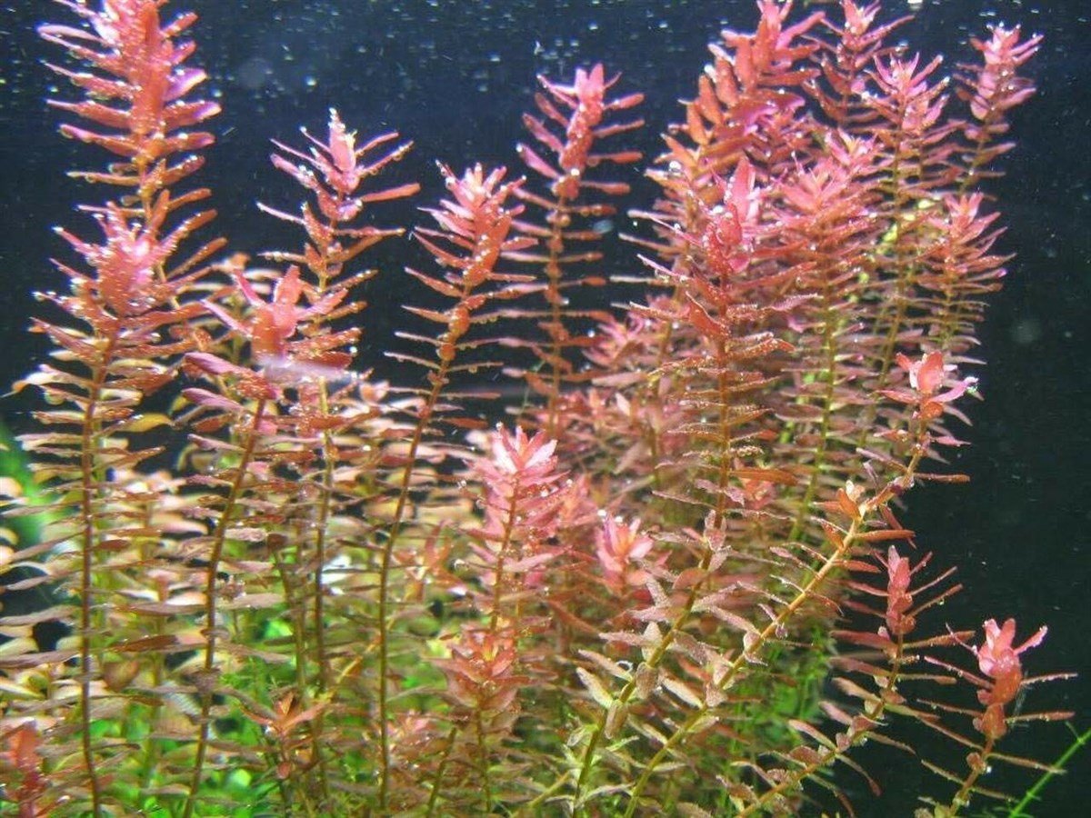 ROTALA İNDİCA RED IN VITRO 200 CC DEV KAVANOZR06