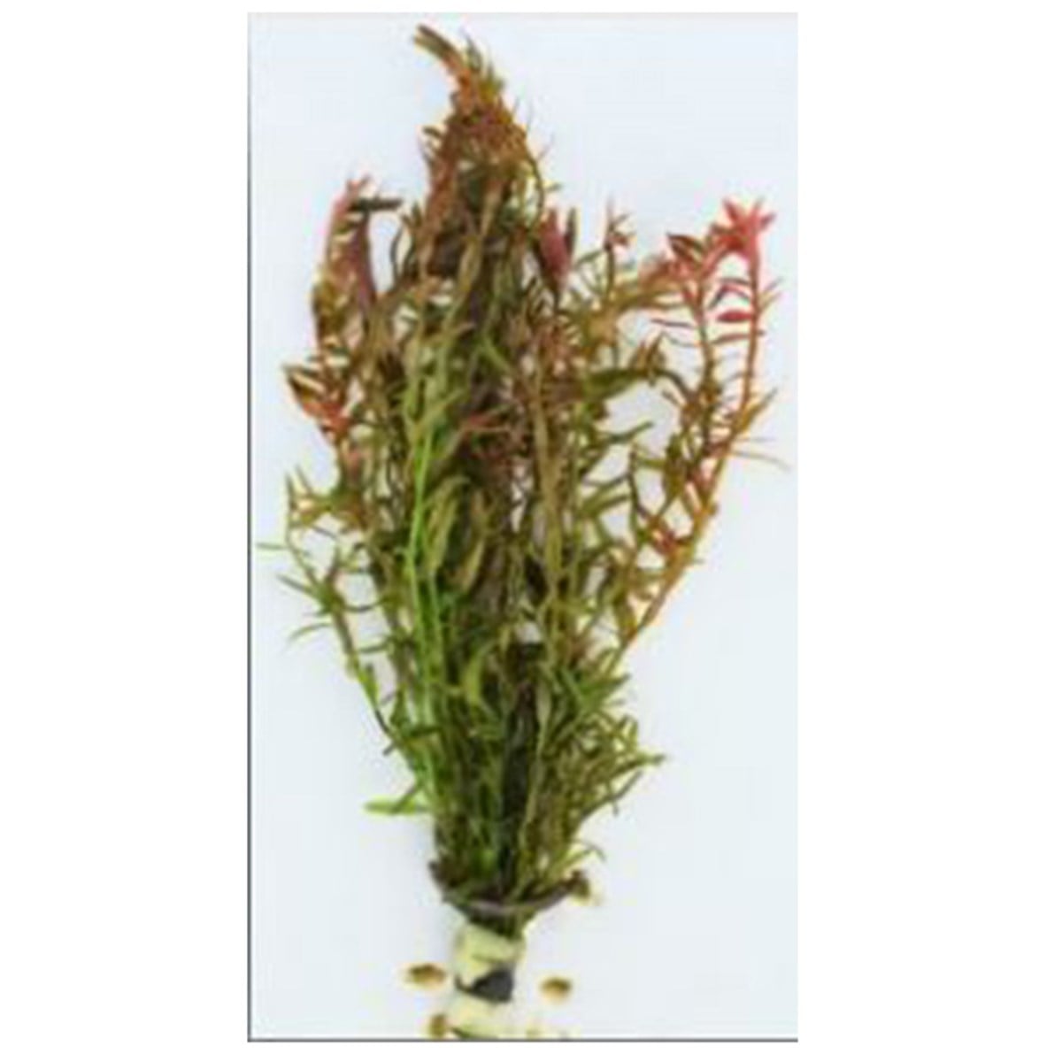 Rotala kırmızıBuketRotala-kırmızı