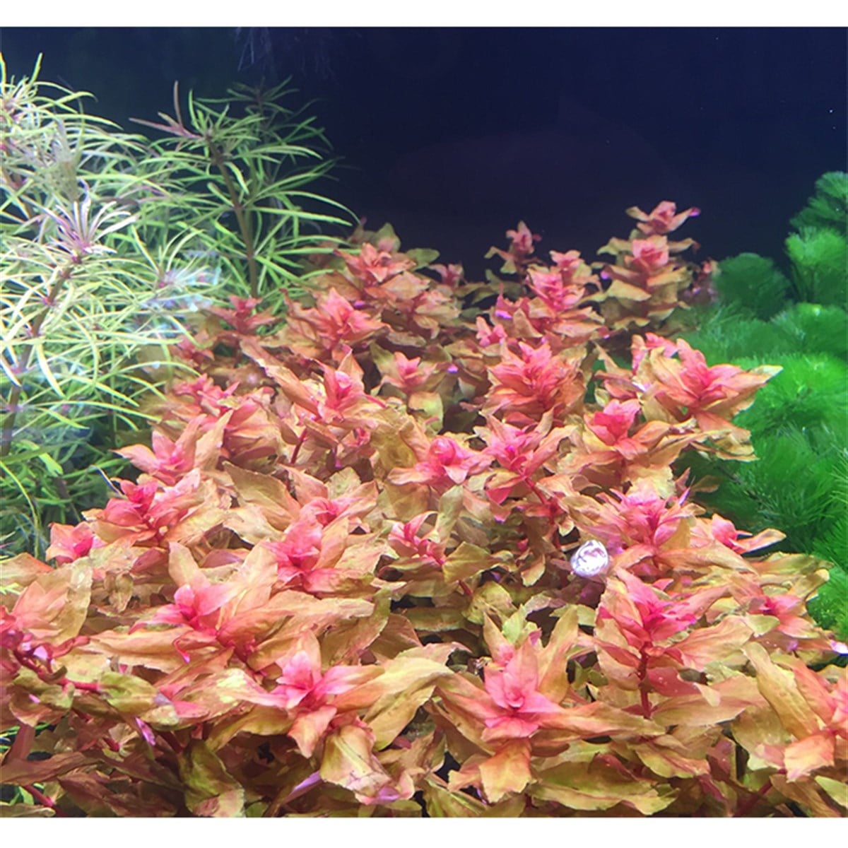 Rotala macranda (submerge)GLB523