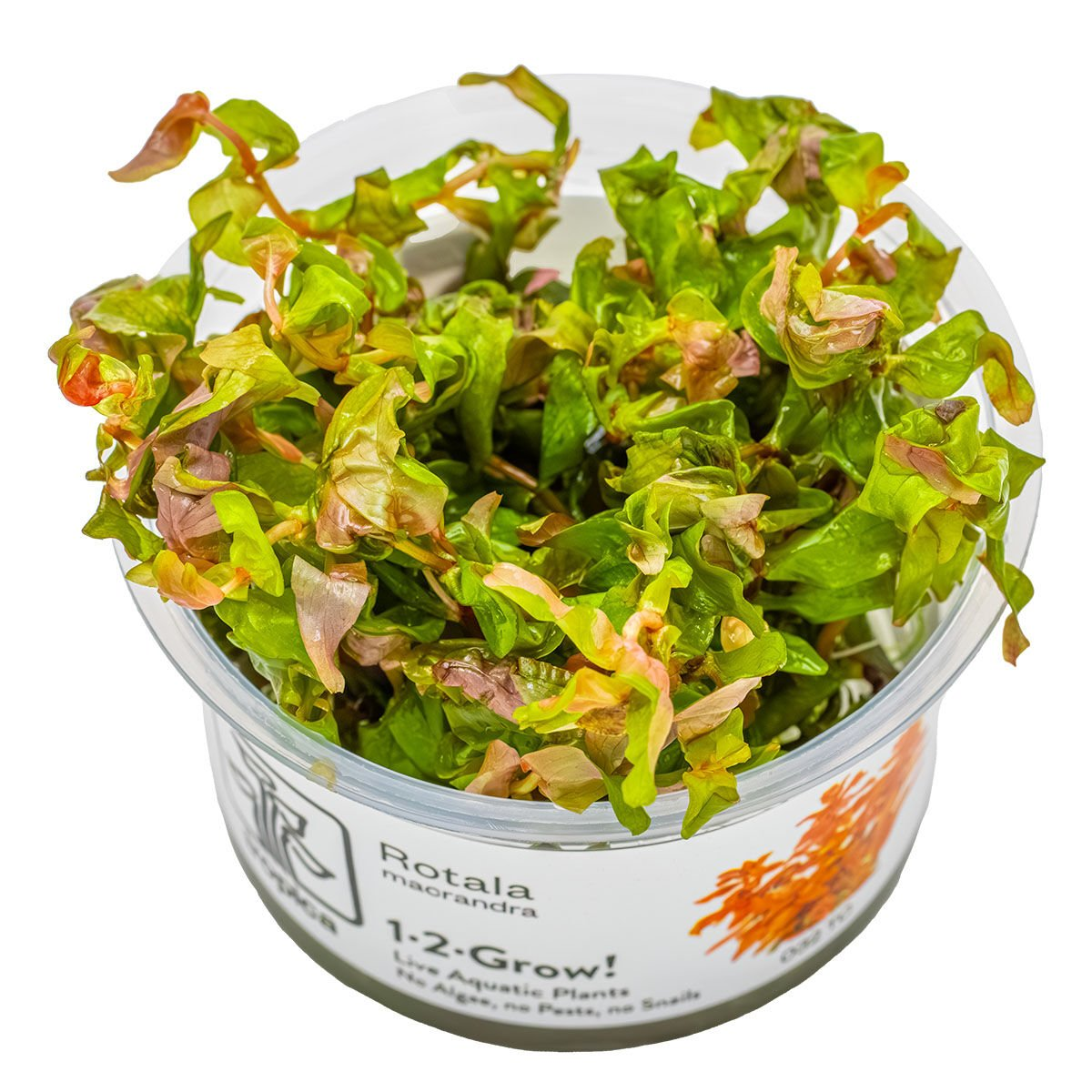 ROTALA MACRANDRA IN VITRO-TROPİCA032TC