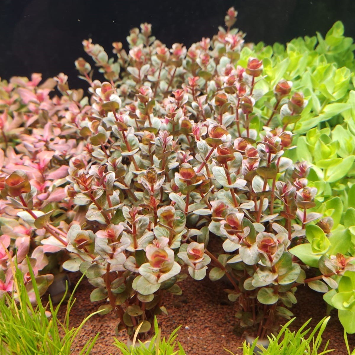 ROTALA MACRANDRA MİNİ PİNK IN VITRO  200 CC DEV KAVANOZR15
