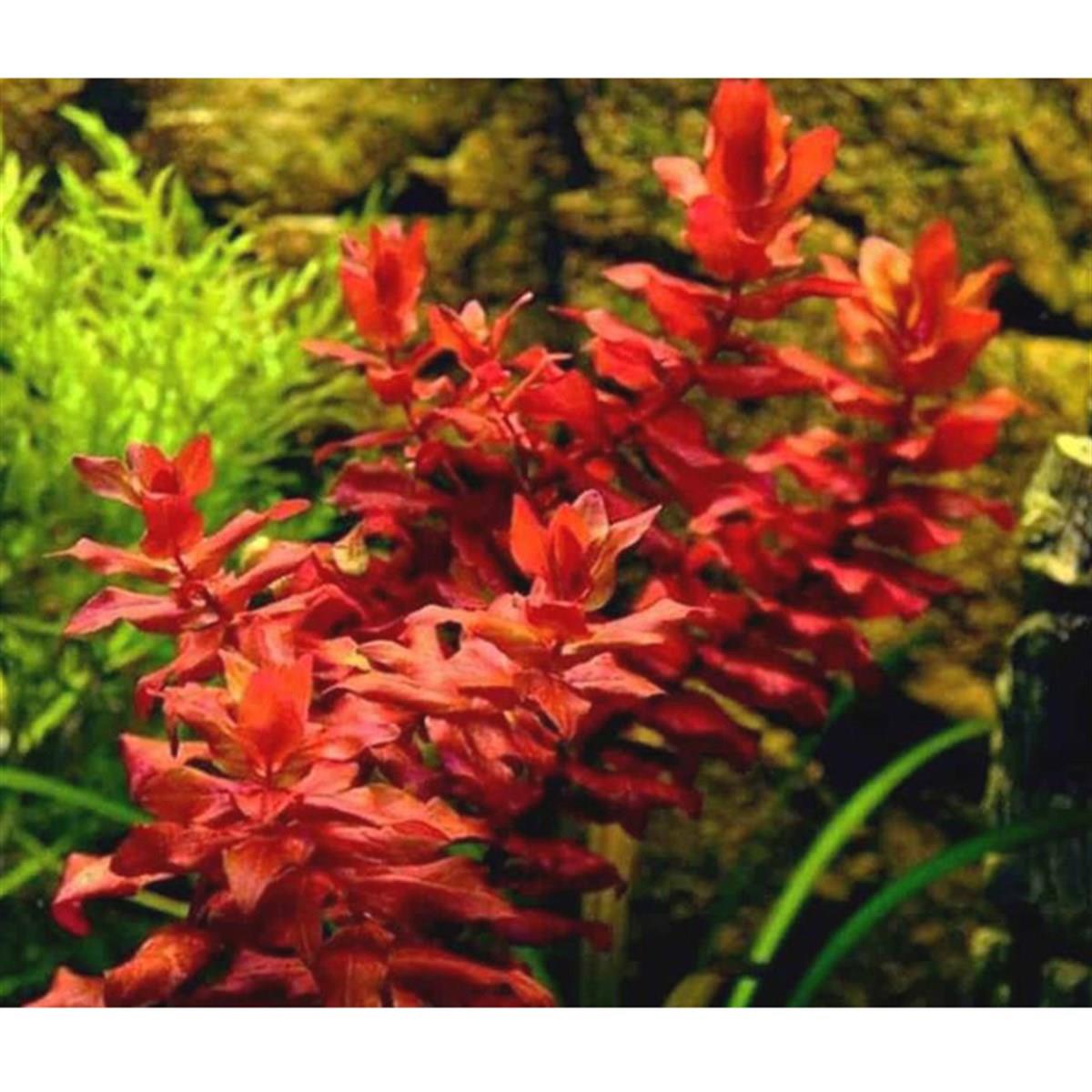 APC-Rotala Macrandra SAKSI