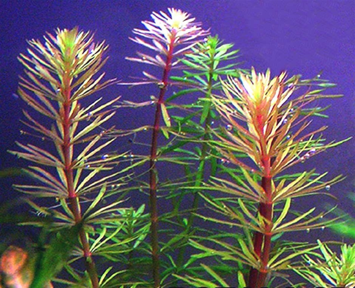 ROTALA MEXİCANA BANGLADESH IN VITRO 200 CC DEV KAVANOZR17