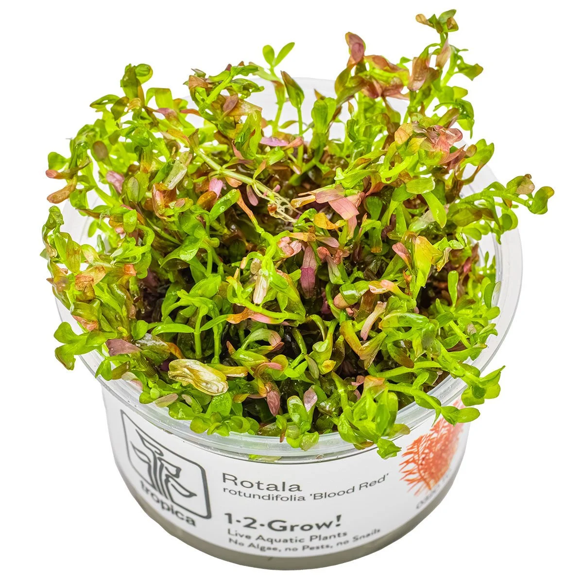 ROTALA ROTUNDİFOLİA  BLOOD RED  IN VITRO-TROPİCA032DTC