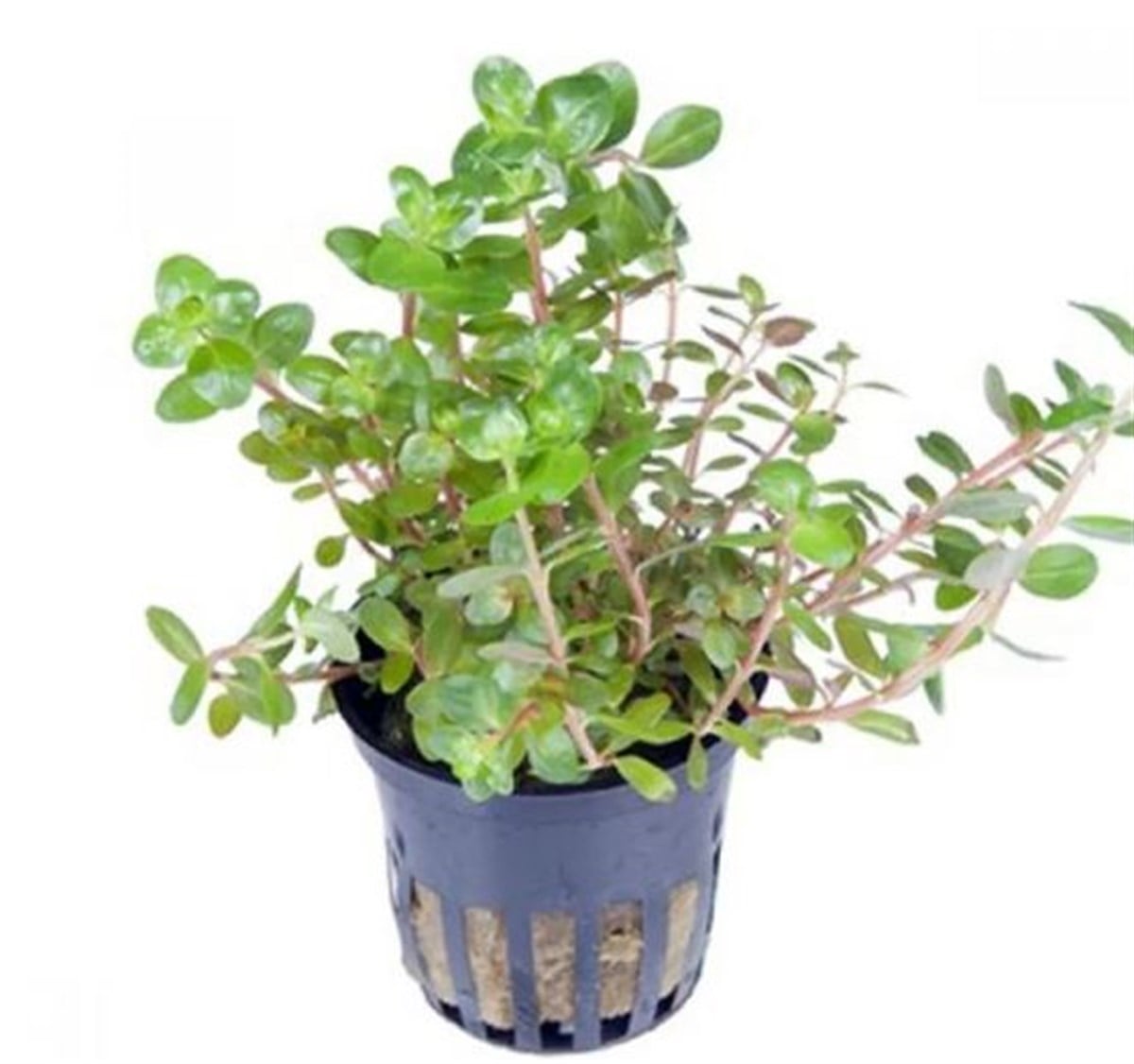 Rotala Rotundifolia Canlı Bitki