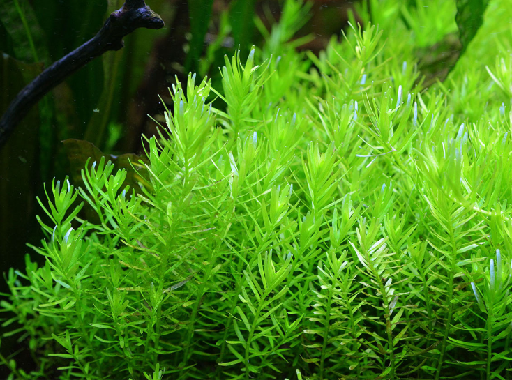 ROTALA ROTUNDIFOLIA GREEN 200CCr10