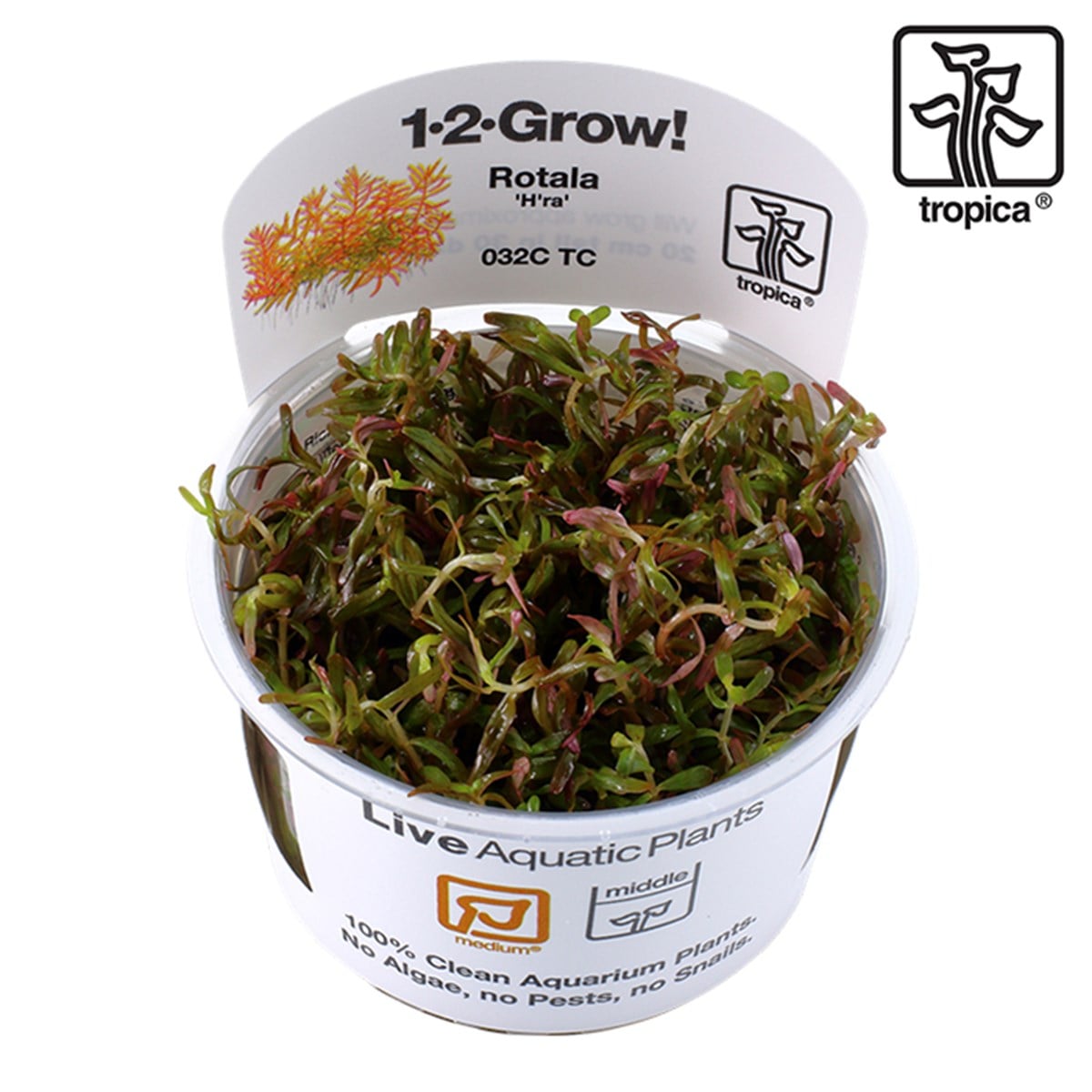 Rotala rotundifolia 'H'ra' (İn Vitro)032CTC