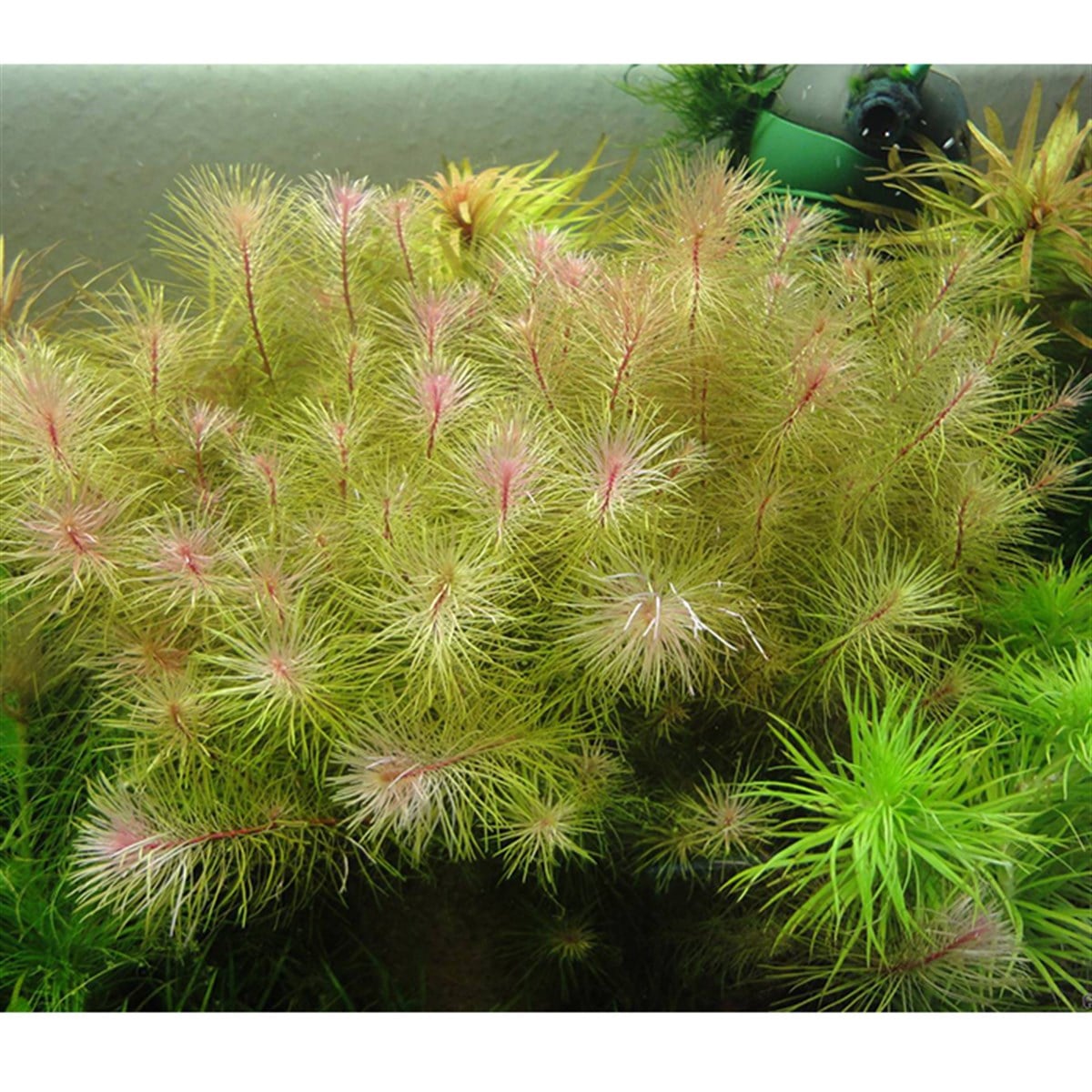ROTALA SP  VİETNAMSP1222
