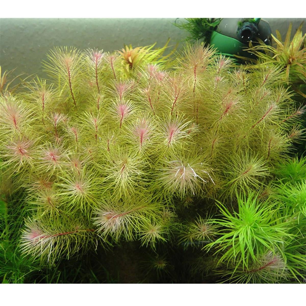 ROTALA SP  VİETNAMSP1222