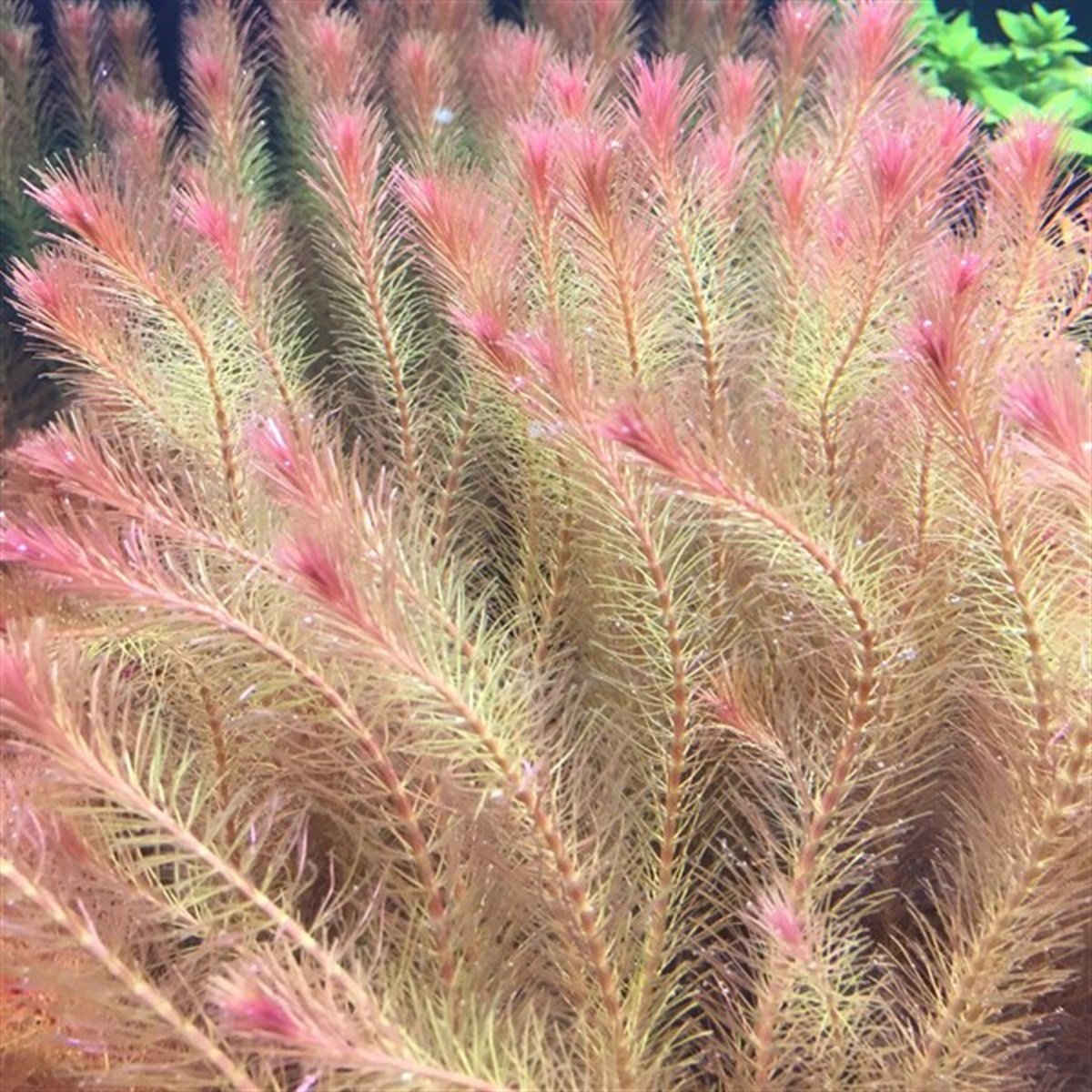 Rotala Wallichii