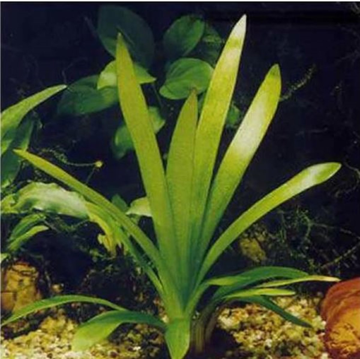 Sagittaria Pusillus