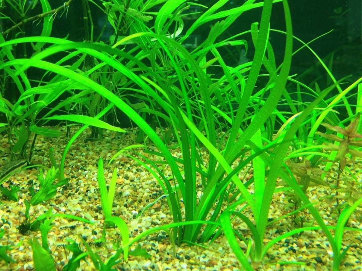 Sagittaria subulata IN VITRO 200 CC DEV KAVANOZS01