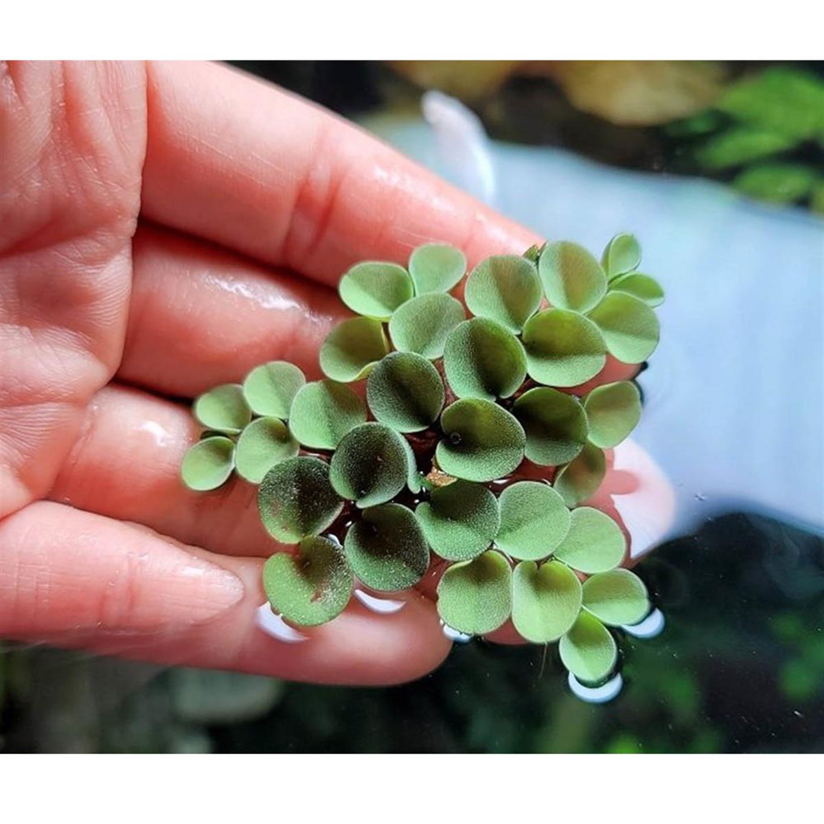 Salvinia MinimaSP1236A