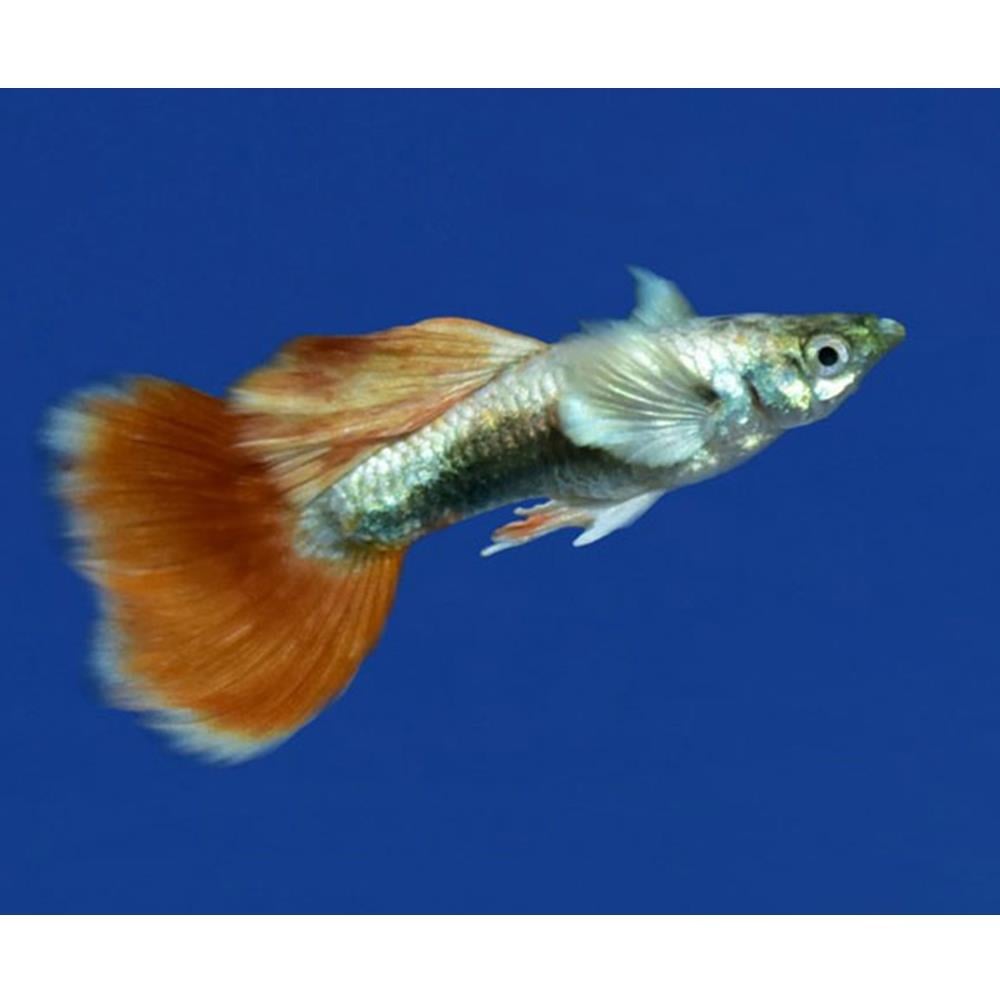 SANTA CLAUS LEPİSTEScanlı-414