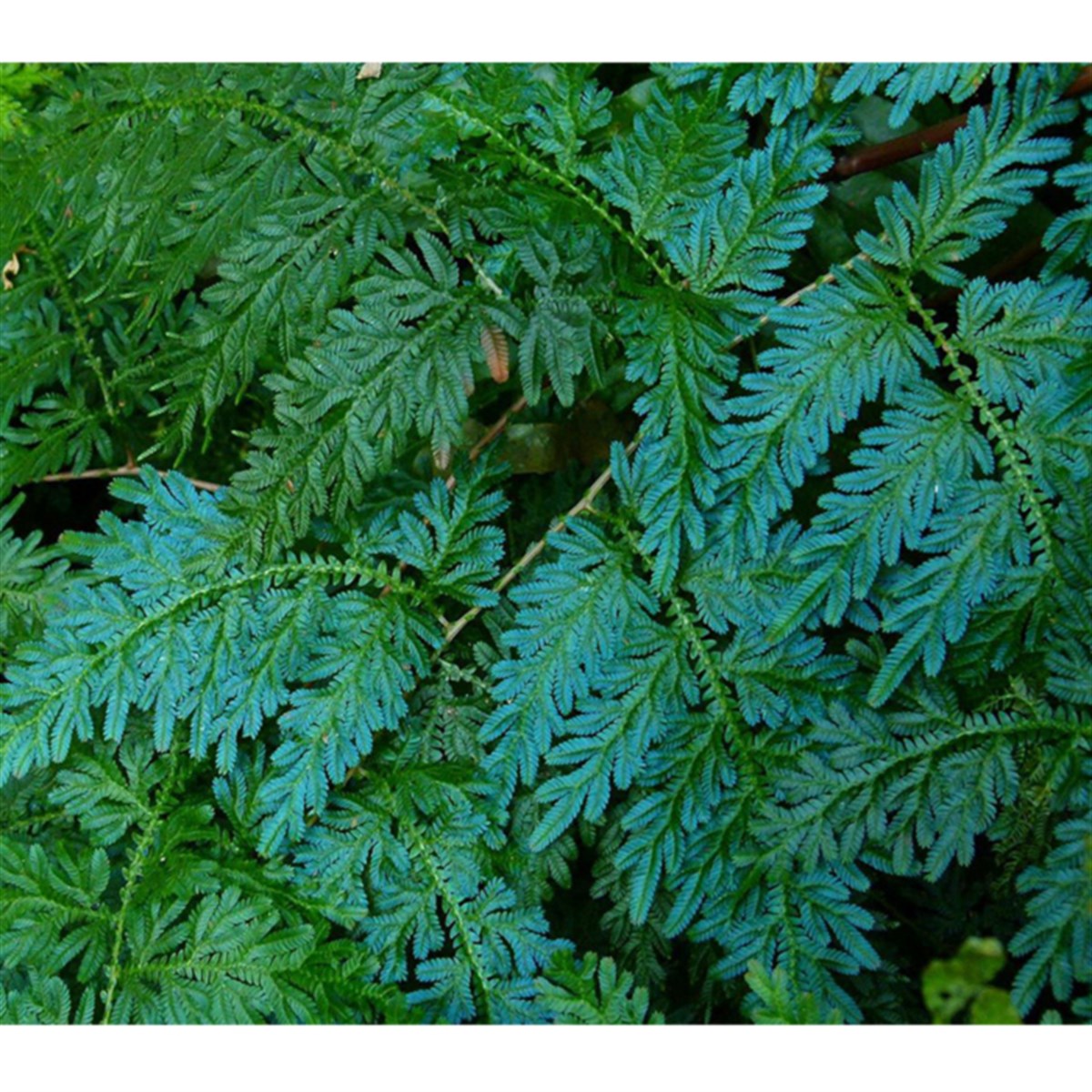 Selaginella willdenowiiGLB573