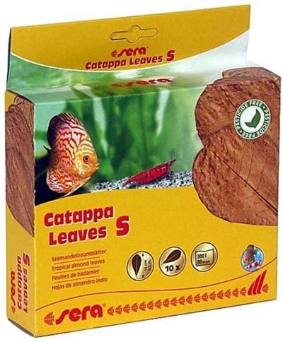 SERA CATAPPA YAPRAĞI S