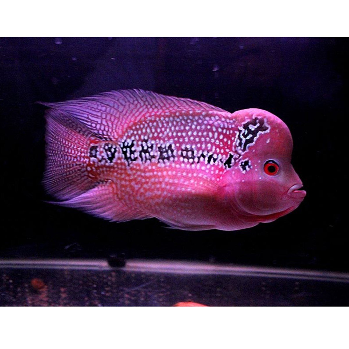 SHORTBODY FLOWERHORN ÇEŞİTLERİcanlı-217
