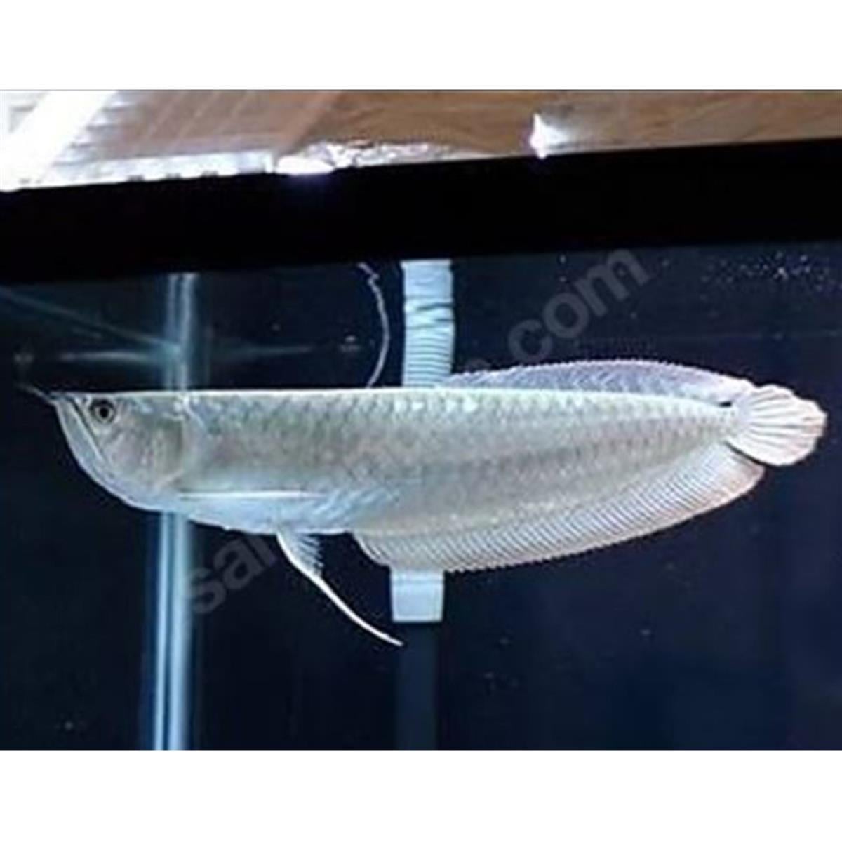 SİLVER AROWANA UFAK