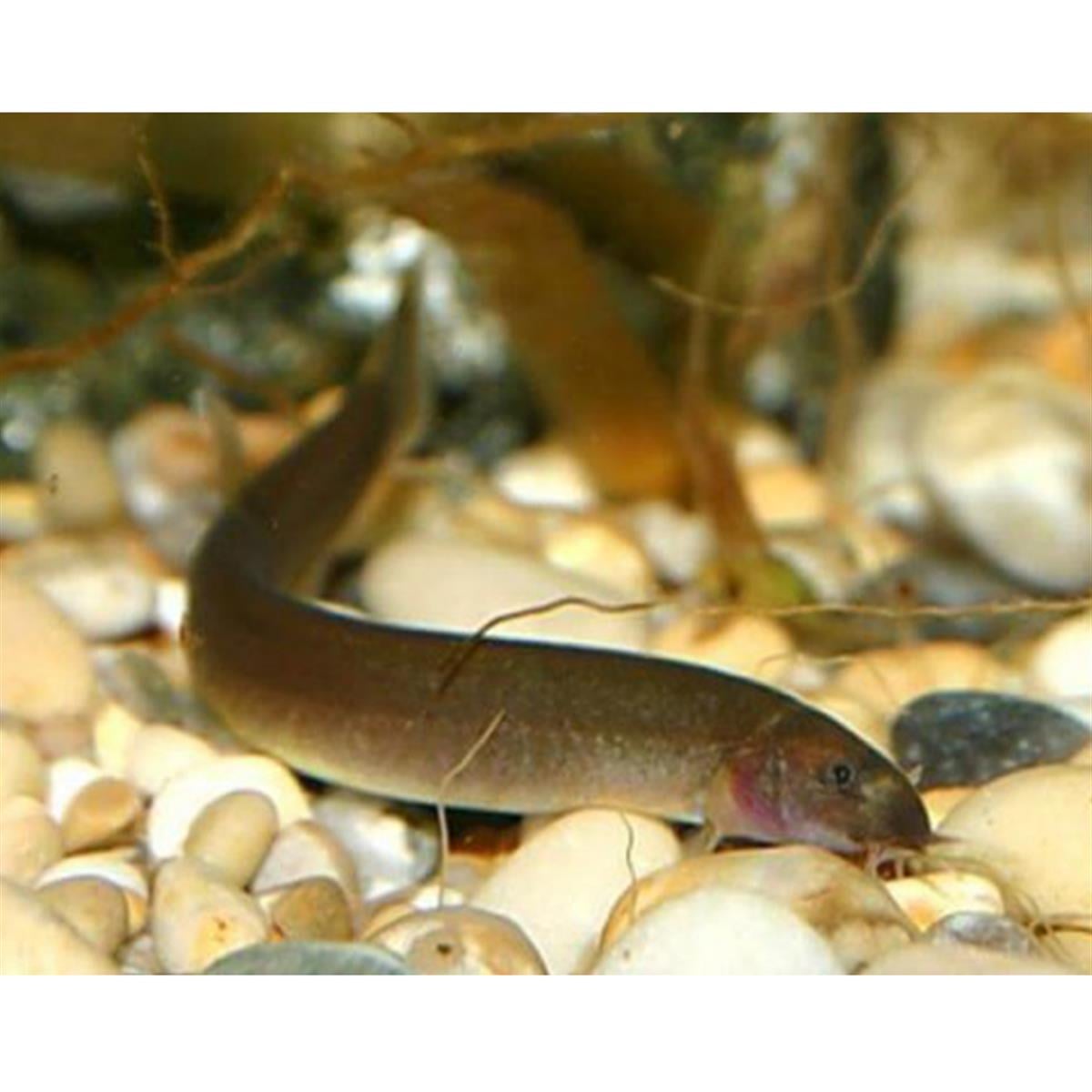 SİYAH KUHLİcanlı-401