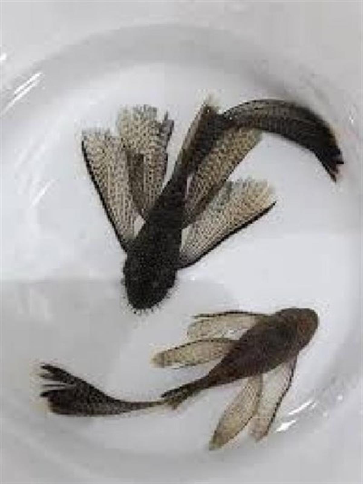 CÜCE VATOZ L144 TÜL YAVRU