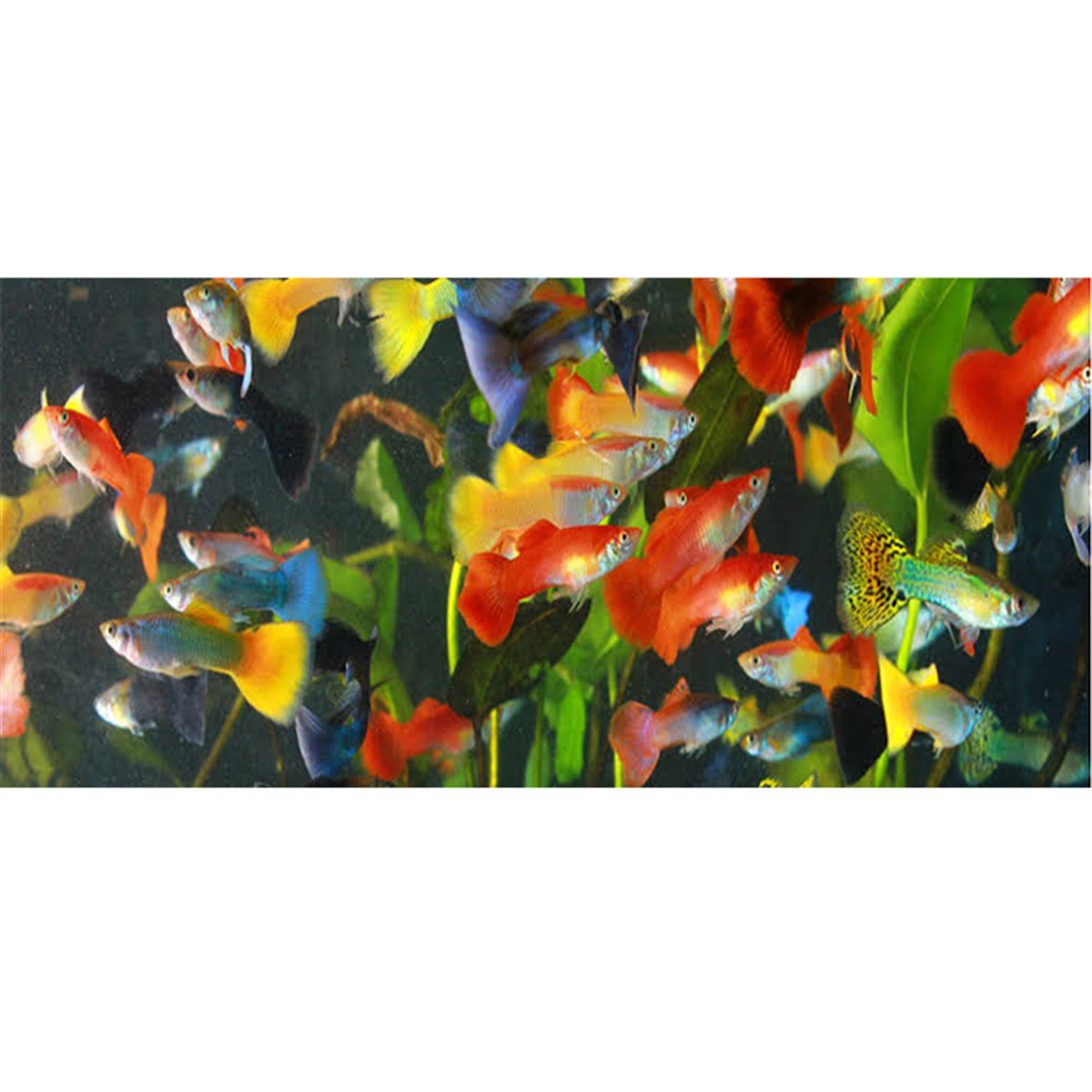 SRILANKA LEPİSTES BALIKLARIcanlı-37