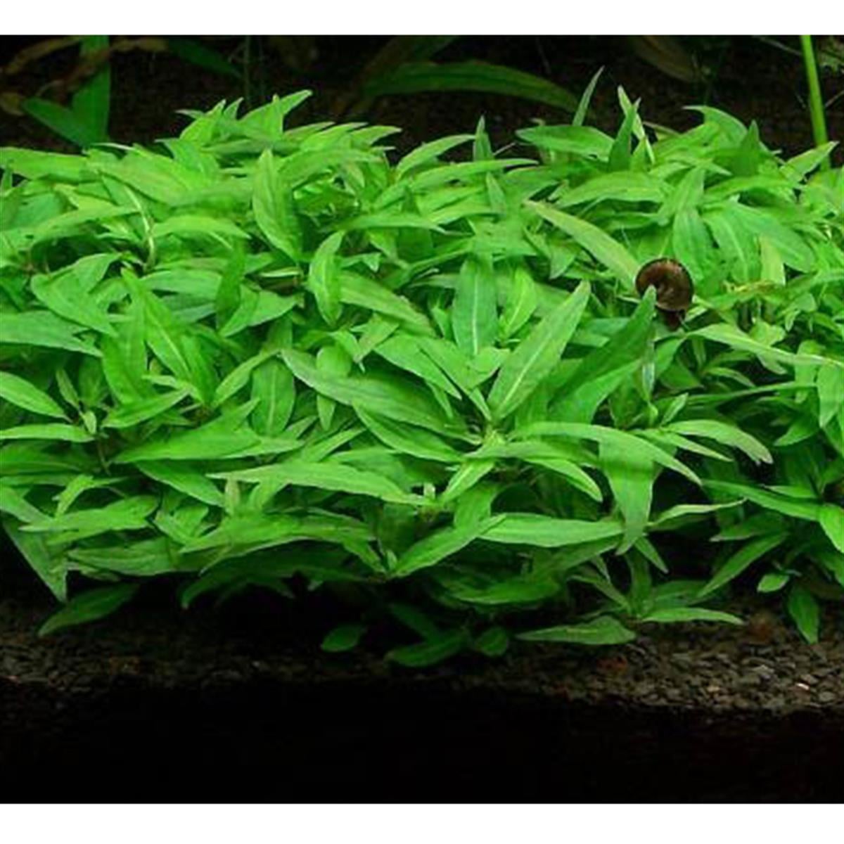 STAUROGYNE PORTO VELHO IN VITRO 200 CC DEV KAVANOZS03