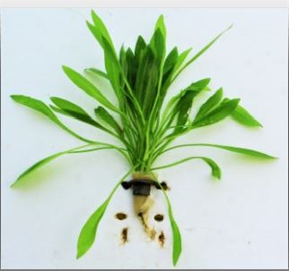 SubulataBuketSubulata