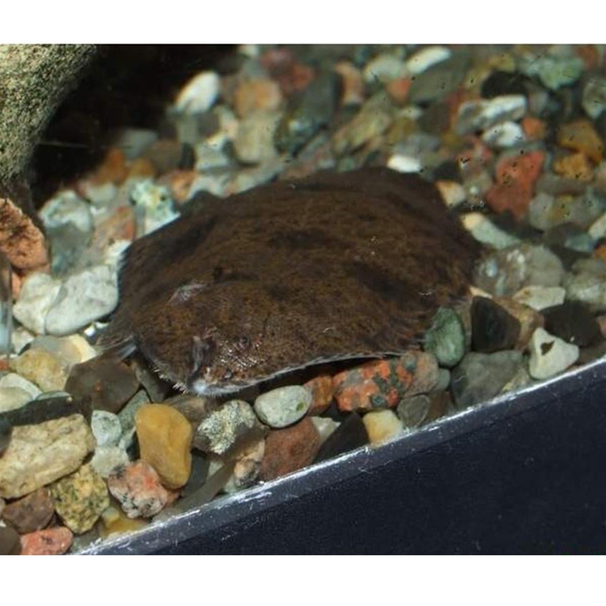 TATLI SU DİL BALIKLARIcanlı-292