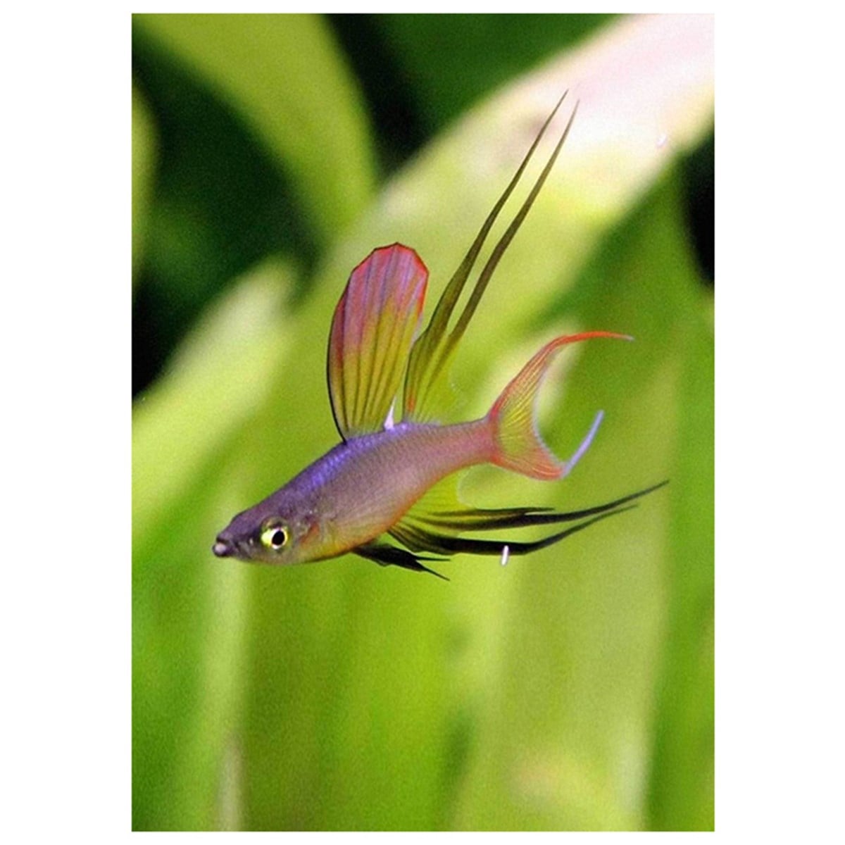 THREADFIN RAINBOW WERNERİcanlı-15