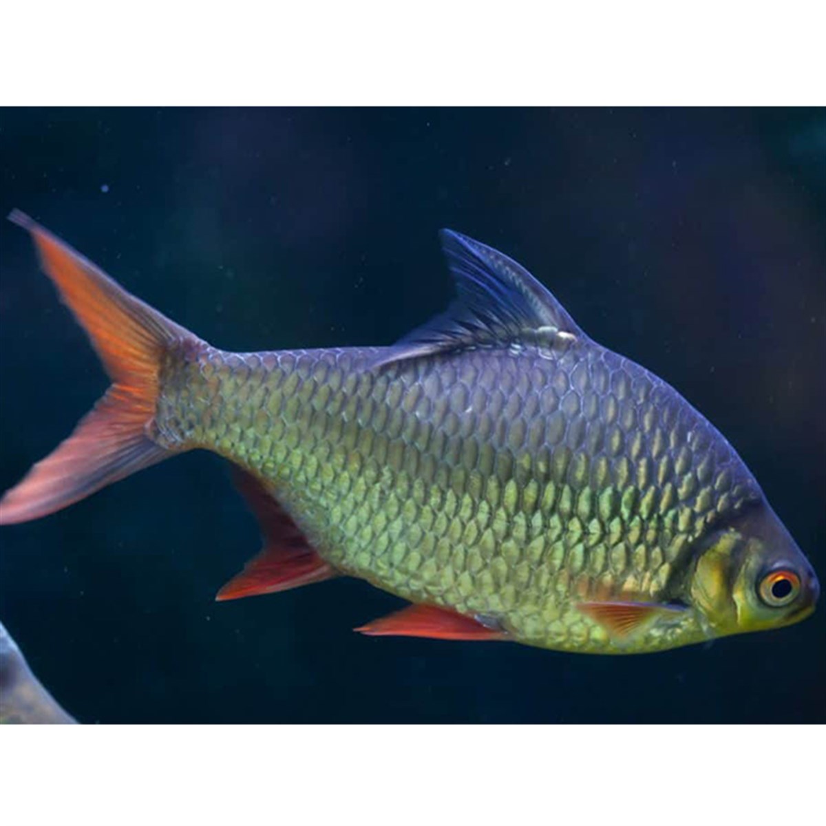 TİNFOİL BARBcanlı-225