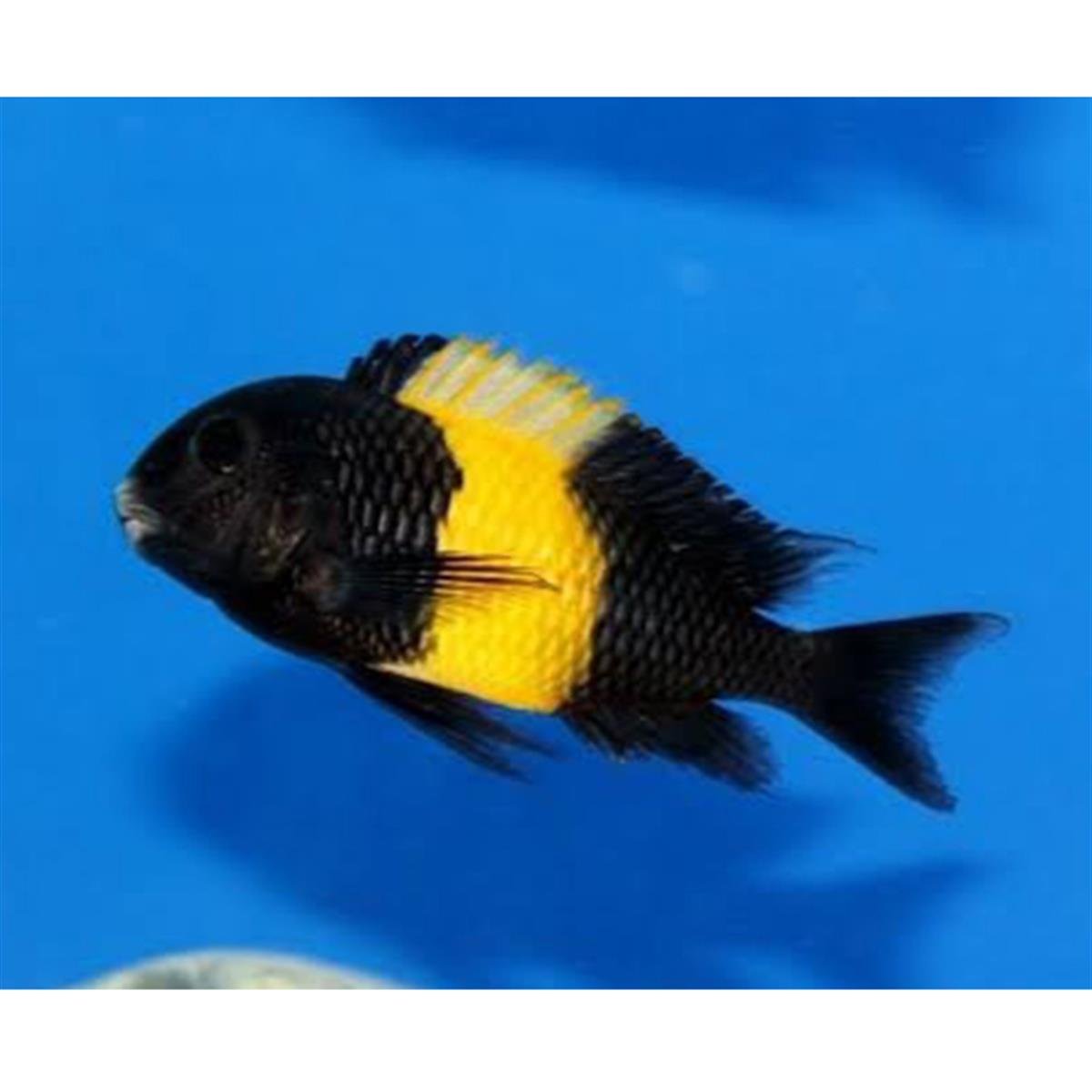 TROPHEUS BLACK KRİZAcanlı-318