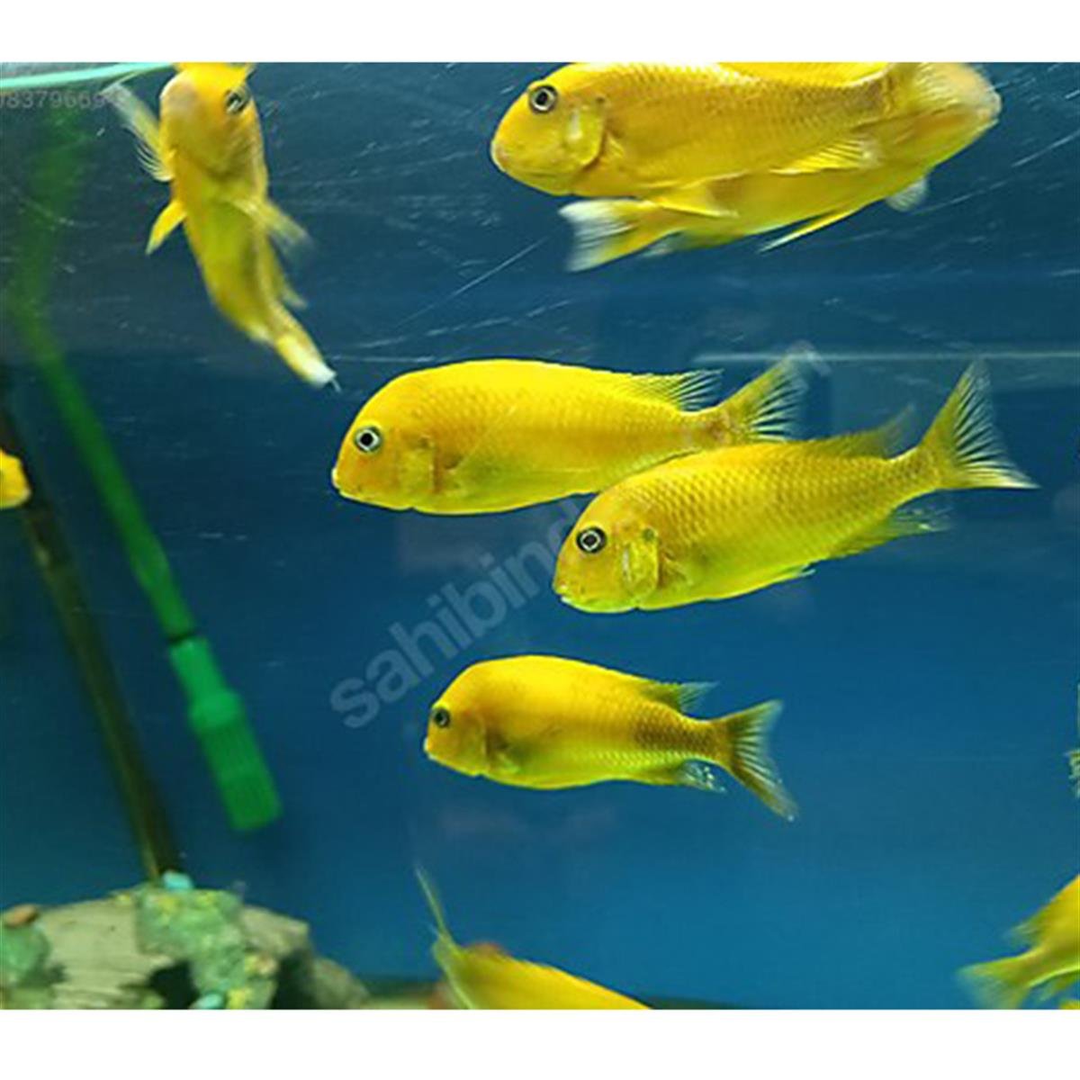 TROPHEUS KRİZA GOLDcanlı-317