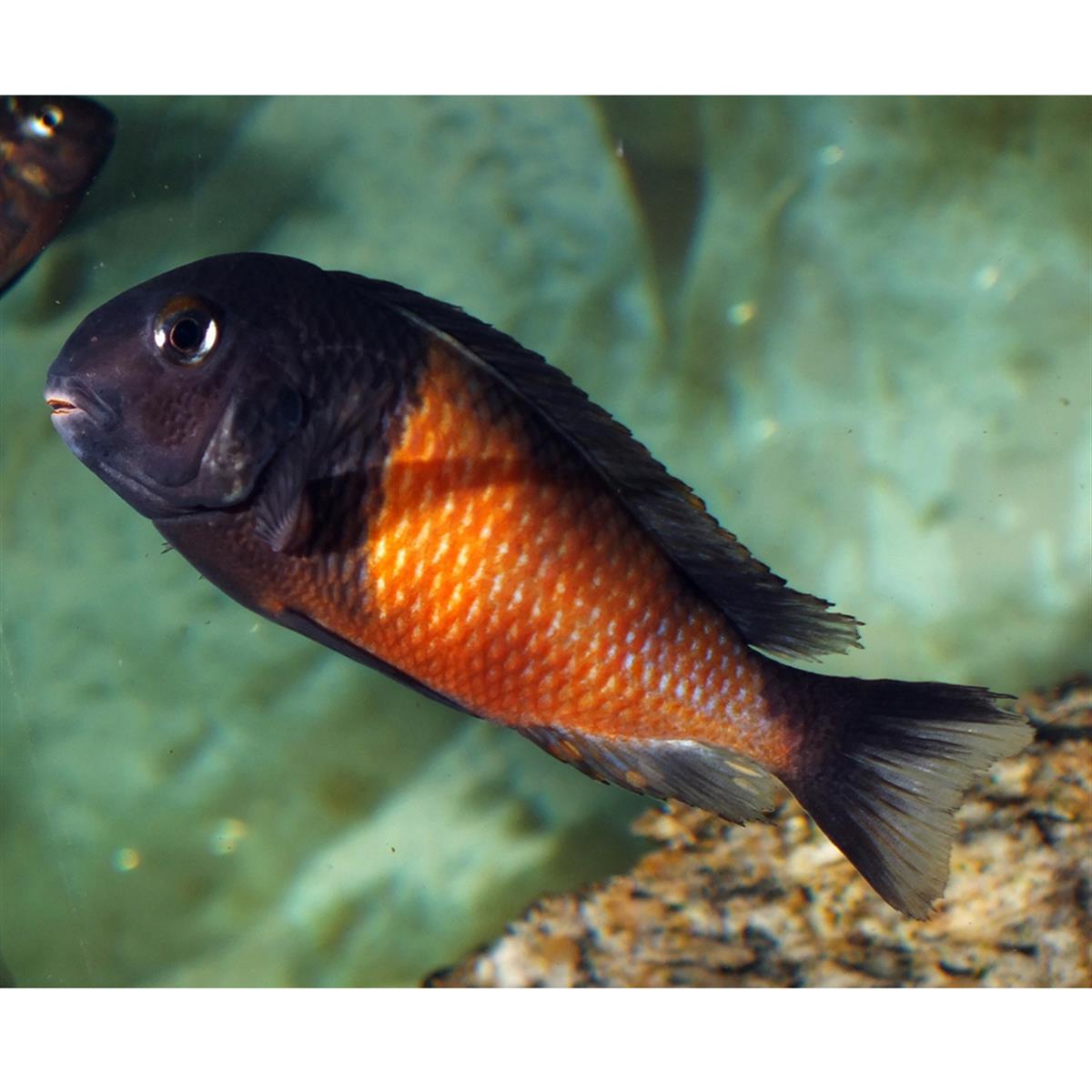 TROPHEUS RED BELLYcanlı-382