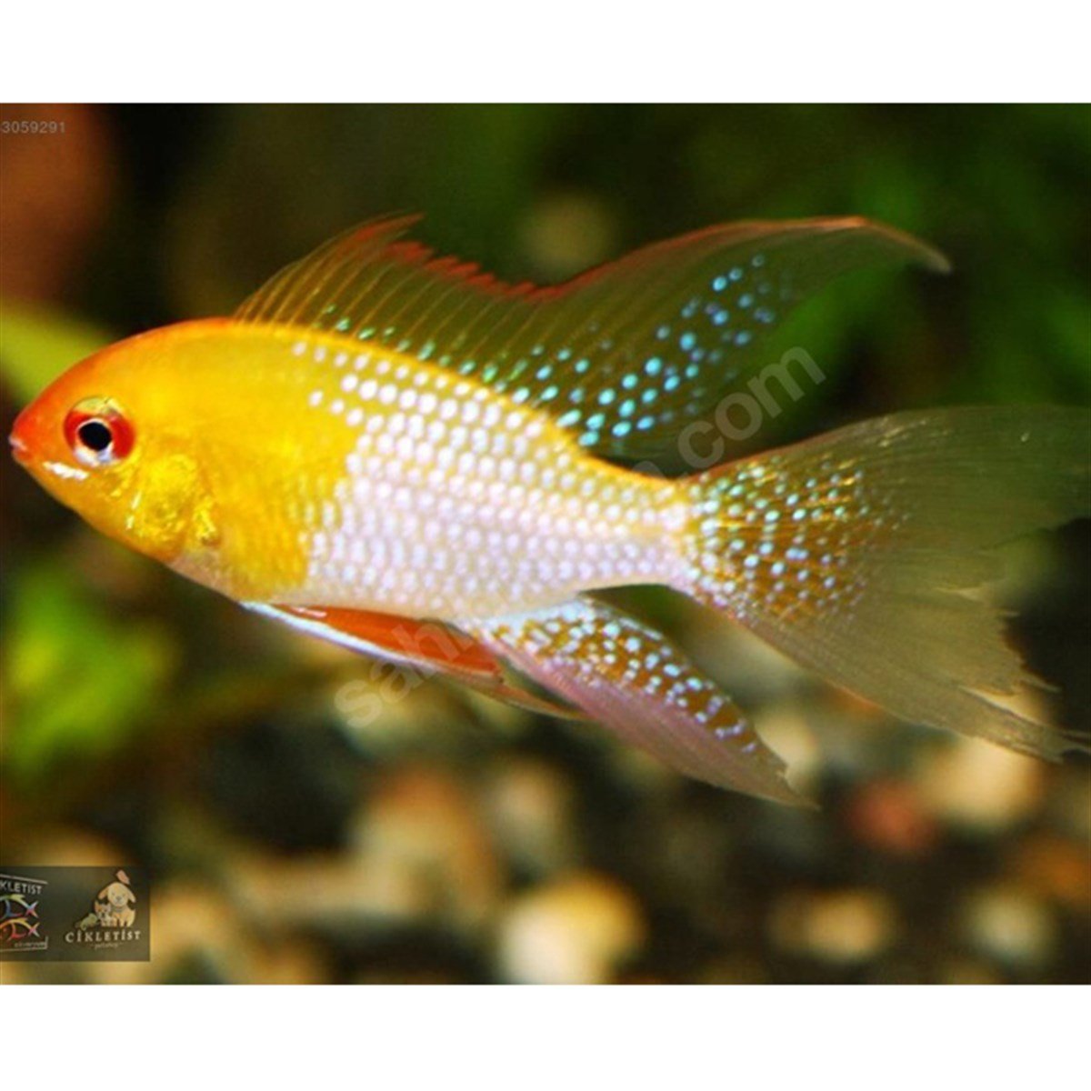 TÜL GOLD GERMAN RAMİREZİcanlı-213