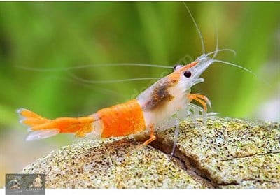 TURUNCU RİLİ KARİDES