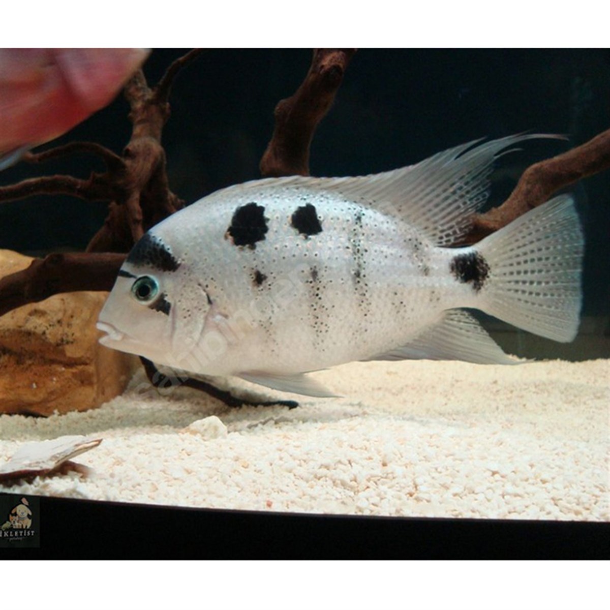 VİEJA ARGENTEA ARGENTEUScanlı-219