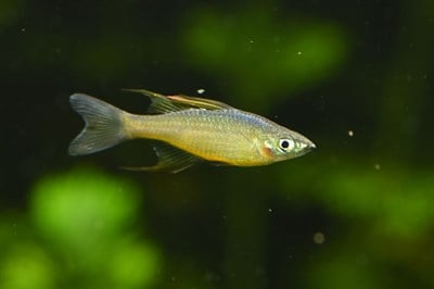 WERNERI RAINBOW BALIKLARI