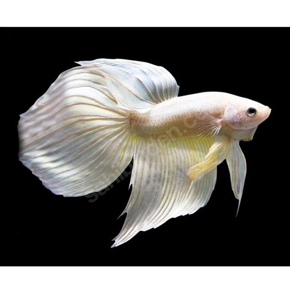 WHİTE BETTA ÇEŞİTLERİcanlı-189