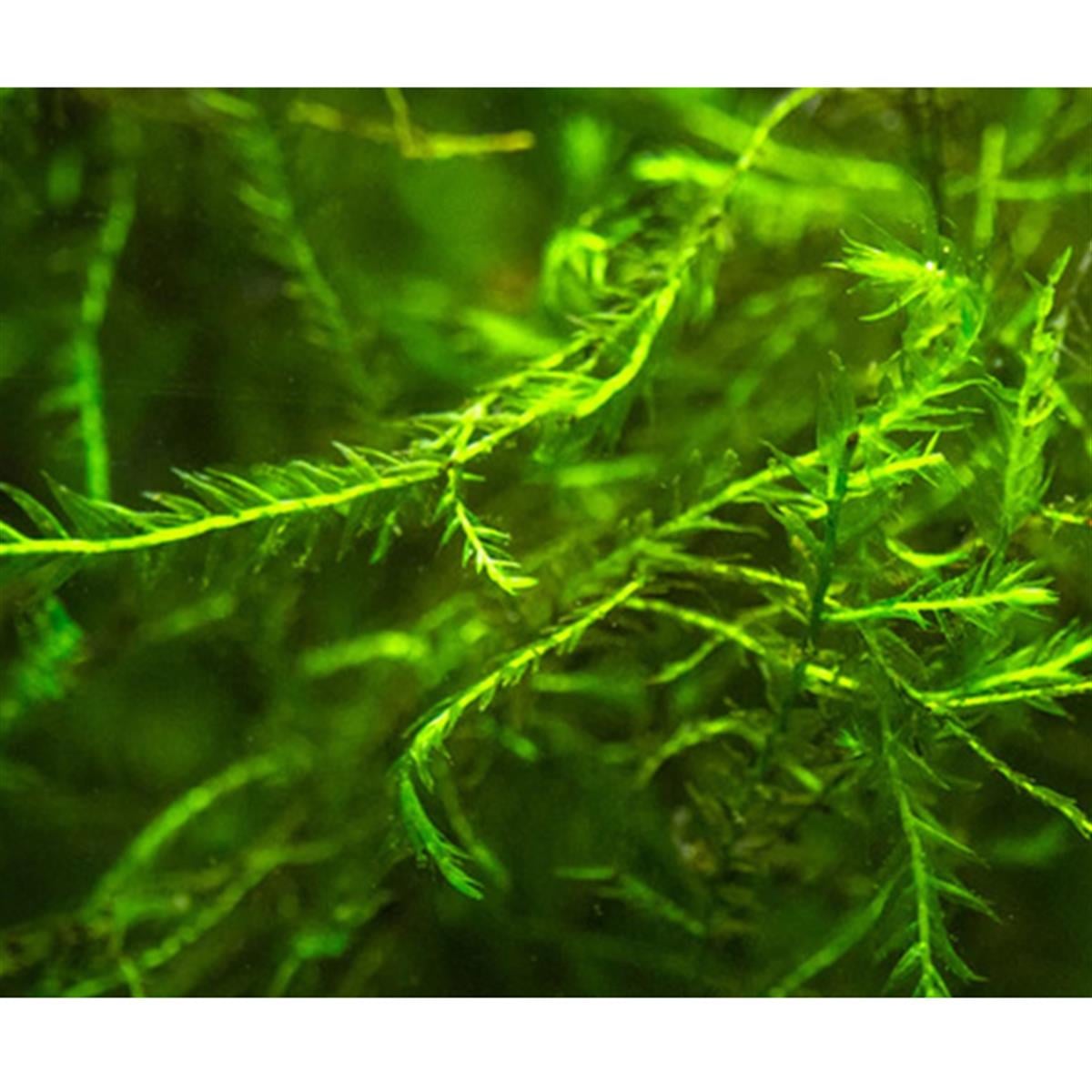 Willow Duriae Mossduriae