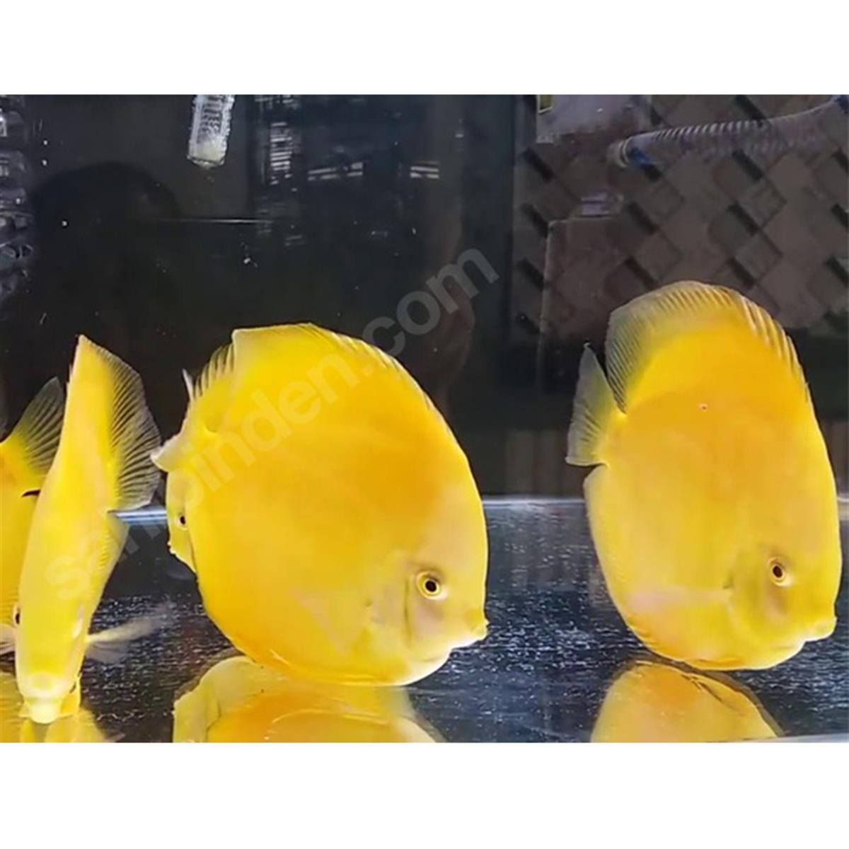 YELLOW DİSCUS BALIKLARIcanlı-275