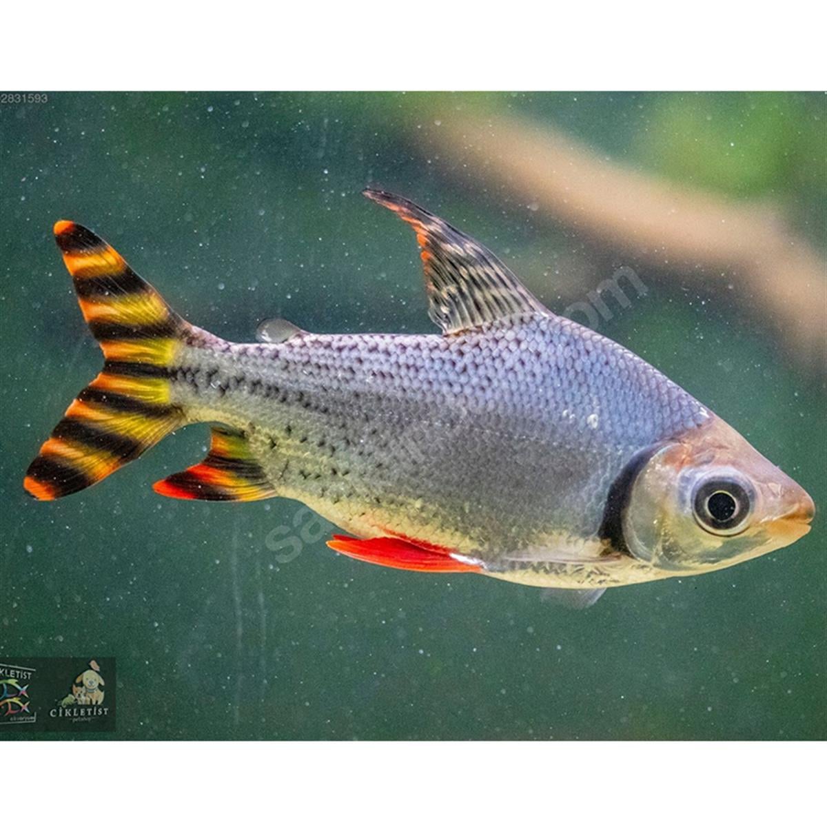 YELLOW FLAGTAİLcanlı-320