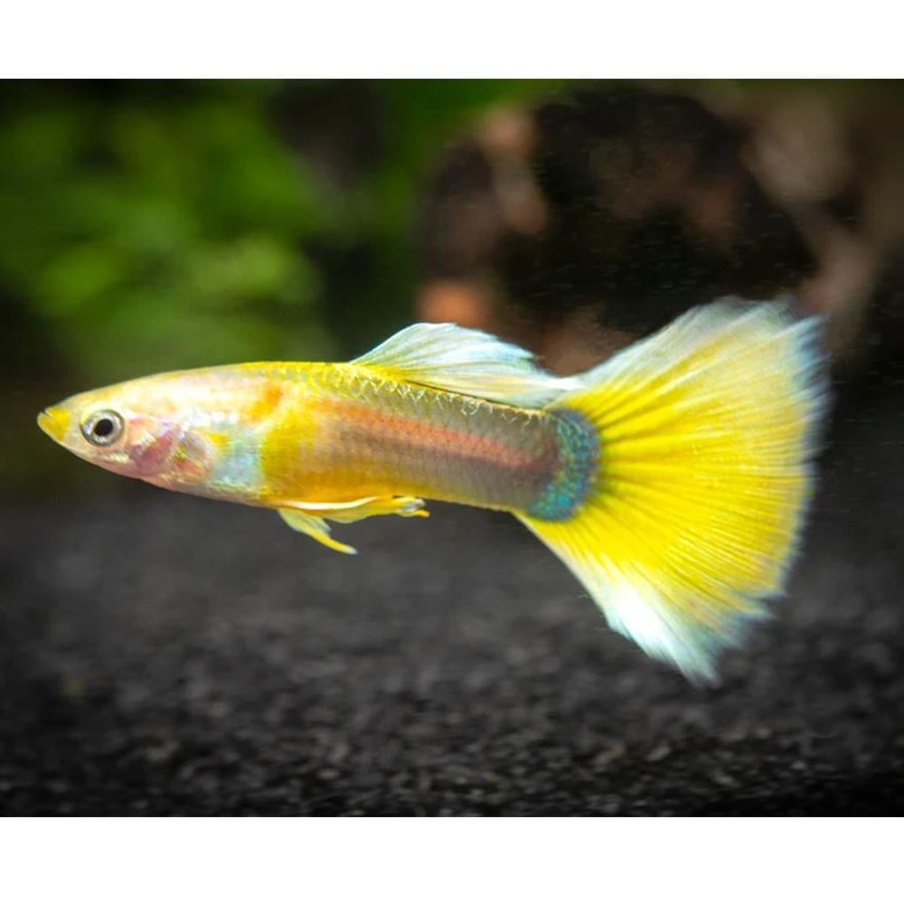 YELLOW TUXEDO LEPİSTEScanlı-413